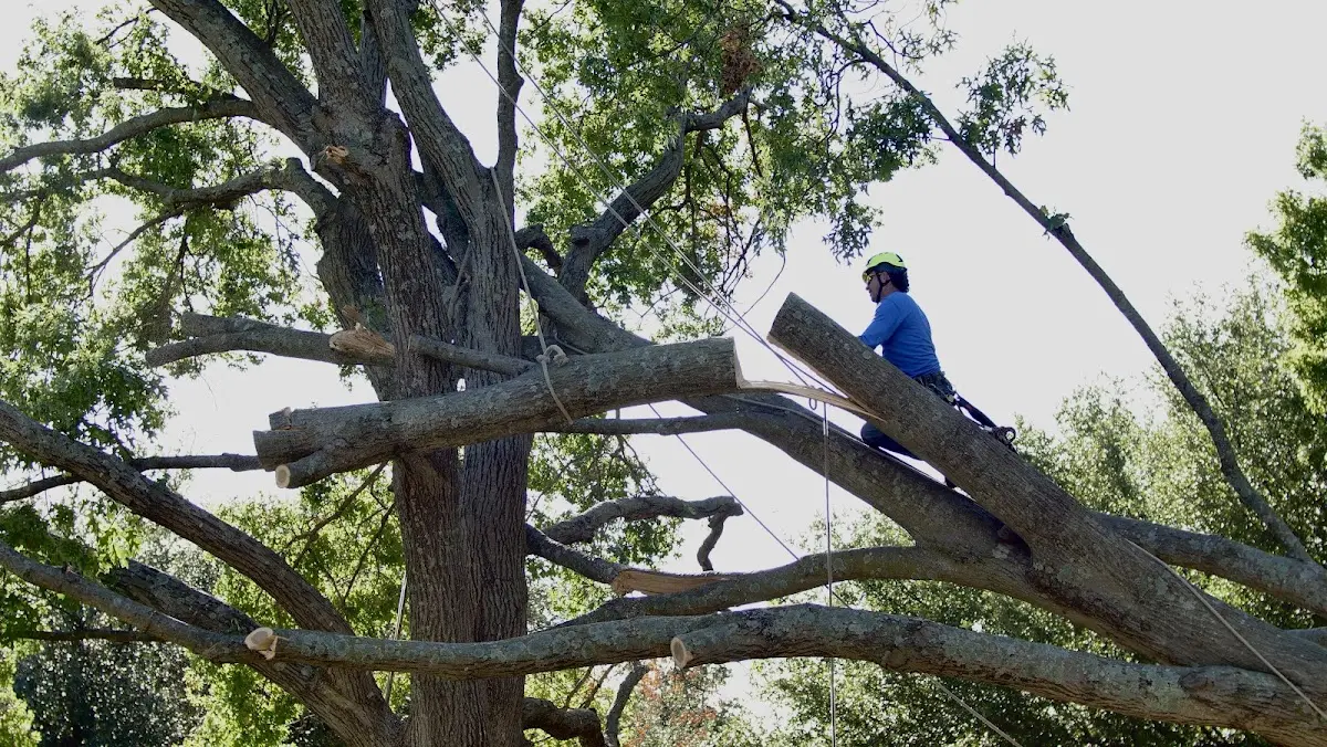 Professional Crown Thinning performed by certified arborists in Ramer